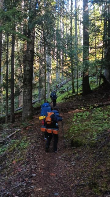Hikers in a forest headed up a dirt trail. Tall fir and cedar dominate these parts. Also alder, cottonwood, maple, madrone, and willow.