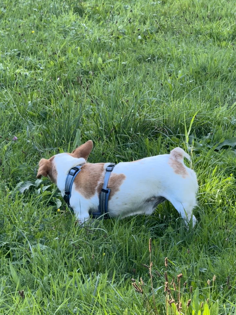 Kleiner frisst Gras auf einer Wiese