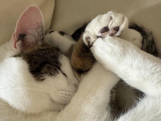 Just an absolute champ of a brown and white cat, curled up, hugging his feetses.