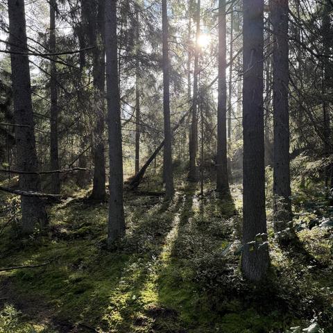 The sun is shining through wet fir trees in a forest with green moss and blueberry shrubs.