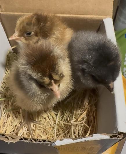 Three brand new chicks sitting on some straw in a tiny cardboard box. There is a tawny golden one with a honey-colored fluff of a head in the back that I think I will name Dolly, a brownish chipmunk-striped one on the left side that I will name Gloria, and a dark gray headed one on the right that doesn't really have a name yet, which is why I'm asking you all.