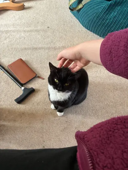 nia sitting politely on the floor receiving a scritch on the head