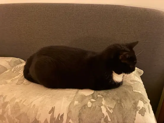 nia lying on a pillow looking very sausage-like with all her limbs hidden
