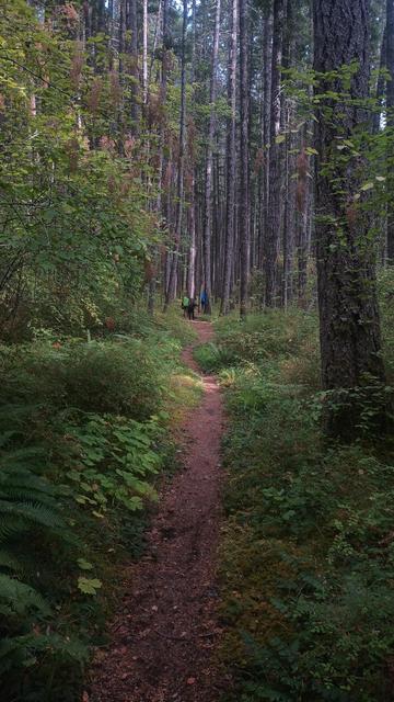 A path through the forest. The foreground is mainly ferns and brush, the distance is tall, straight trunks of fir trees seeming to blend into a wall. The path is almost straight ahead, except for a slight bend into and out of a dip. Hikers are just visible ahead entering the trees.