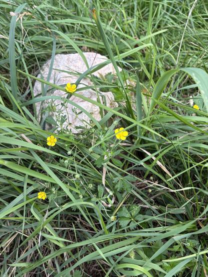 Neben einem Stein sind im hohen Gras kleine gelbe Blümchen zu sehen.