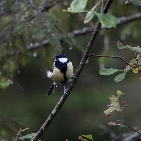 A great tit perched on an almost vertical thin branch, with open beak in a shout and head turned to the left, a little fluffy feather sticking out on the left side.