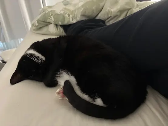 me lying sideways in bed and nia curled up next to me as if she was the smallest spoon to ever exist