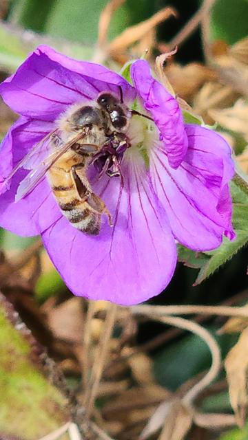 A western honey bee (black face and back, and a tail that's entirely yellow at the top, then with thin black stripes that get thicker until the tip is entirely black, and short translucent wings folded over the tail), curled into the center of a purple-vein geranium (which is a very pink purple flower with 5 slightly overlapped flat petals and a white center). There's some tan and green in the background that's parts of leaves and sticks.