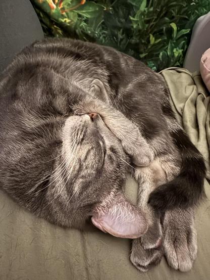 A silver classic tabby kitten curled up into an impossibly small ball with his back feet extended and his head inverted and a big smile on his face.