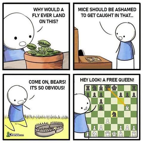 A cartoon from chess.com, four panels arranged in a square. In panel one the character is looking at a Venus fly trap and asking "why would a fly ever land on this". Panel two has them looking at a mouse trap and saying "mice should be ashamed to get caught in that". Panel three has a bear trap, and "come on, bears! It's so obvious!". Finally, the fourth panel has a chess board on which black has uncovered their queen, but if white says "hey look! a free queen!" ... the next thing white will say is "bother" when black takes a prawn and ... check-mate.