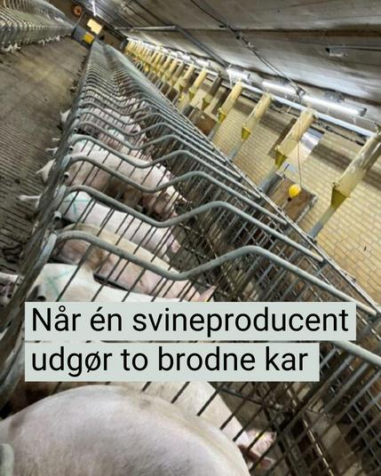 Grise i enkeltbokse på en svinefabrik