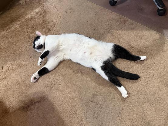 A cow cat without care is quite crashed out on the carpet.
