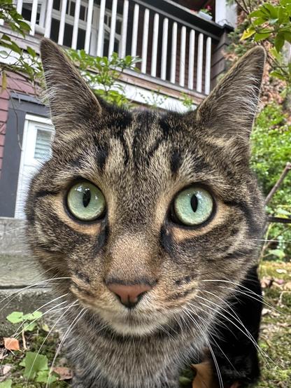 Close up of brown cat who, unsurprisingly, almost slept through Caturday yet again…