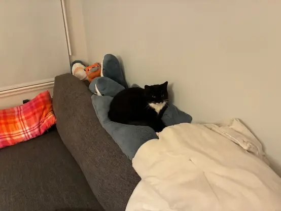 nia sitting on a cushion on the back of a sofa with a thousand yard stare. in the background several blåhaj and a minecraft fox plush are visible