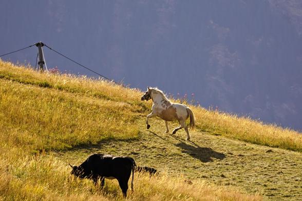 A horse in a pasture near the Maison Vielle refuge above Courmayeur. The white and brown horse looks like it's prancing. There's also a cow in the picture doing cow things.