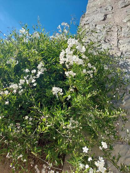 Buisson de fleurs blanches au pied d' un mur en pierre sous un ciel bleu éclatant