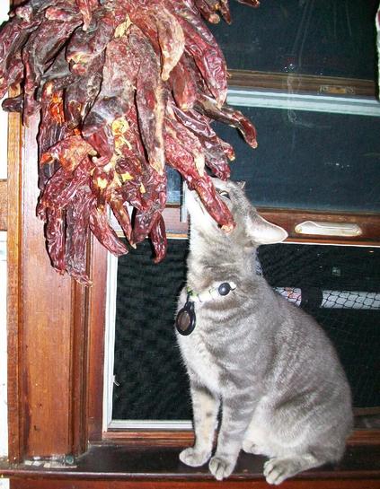 Grey tabby giving camera sideeye while standing in a window sill head stretched up to nuzzle some dried peppers in a hangling bundle.  Night time outside.