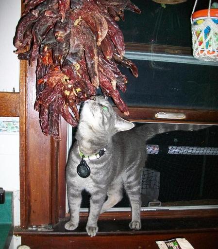 Same cat, window, etc.  Cat is standing in the window sill rubbing his face against some of the peppers on the bottom of the hanging bunch.