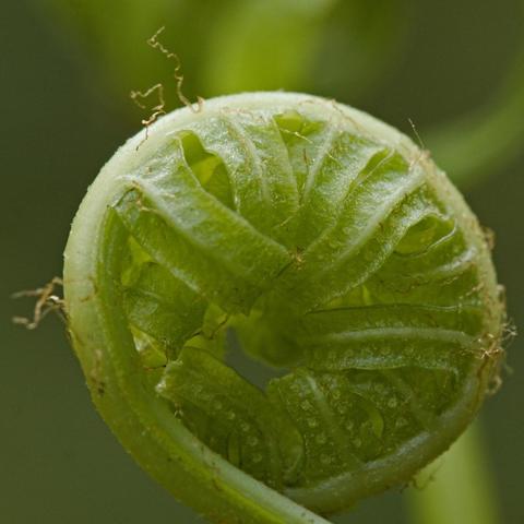 a little fiddlehead