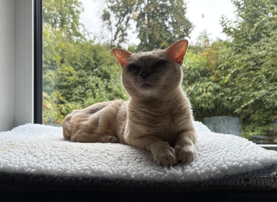 Our little ageing cream burmese cat girl relaxing on a heating blanket in front of the kittchen window.