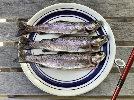 Three trout laid out on a plate.