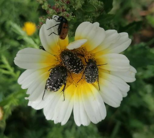 Auf einer hellgelben Margaritenblüte sitzen mittig 3 schwarze Käfer mit weißen Punkten und am Rand noch ein Marienkäfer.