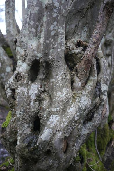 A gnarly, twisted old tree trunk