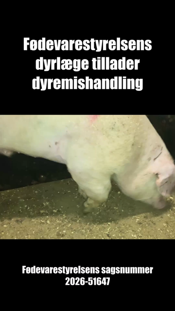 Gris der halter kraftigt på svinelager