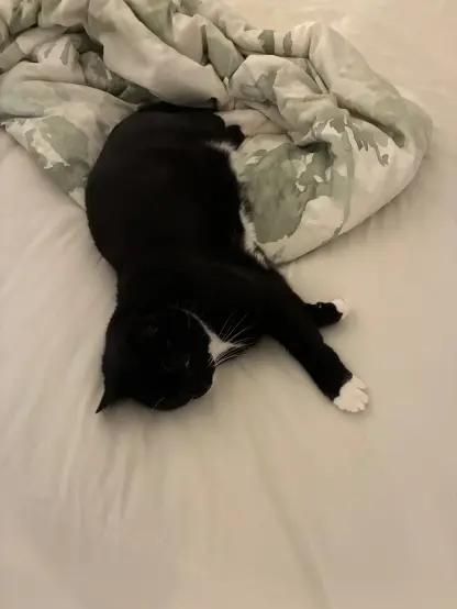 nia flopped on the bed with her front left leg outstretched. one eye is open staring at me