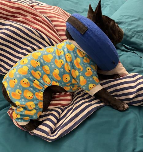 My adorable dark-brindle French bulldog in rubber ducky pajamas with a blue blow-up donut around his neck, lying on a bed with green sheets and a striped blanket that he's curled up
