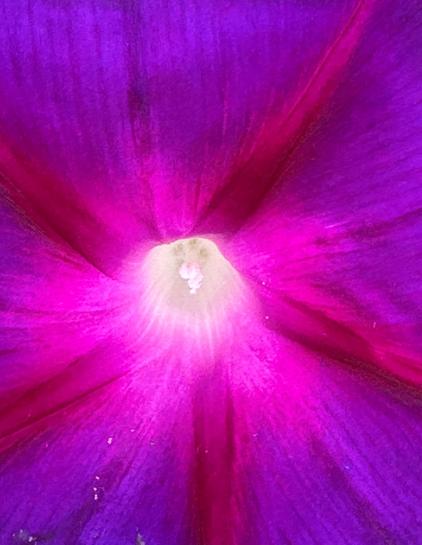 Close-up of a vibrant flower petal, primarily in shades of purple with a bright white center. The petals exhibit a smooth texture and radiant light effects.
Nahaufnahme eines leuchtenden Blütenblatts, das überwiegend in Violetttönen gehalten ist und eine strahlend weiße Mitte aufweist. Die Blütenblätter zeichnen sich durch eine glatte Textur und strahlende Lichteffekte aus.