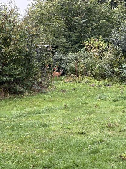 Deer grazing in a garden.