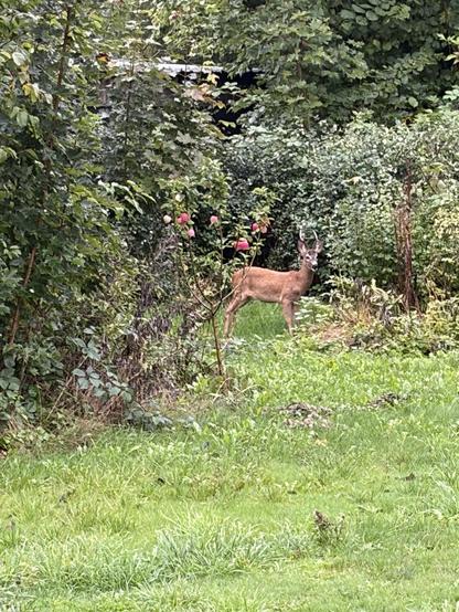 Deer grazing in a garden.