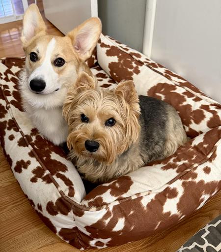 Ole, Beloved of the Aesir and Vanir, a handsome young corgi waiting patiently with his sister, Freyja (of the Vanir), a beautiful Norwich Terrier in their faux cow skin print bed.
