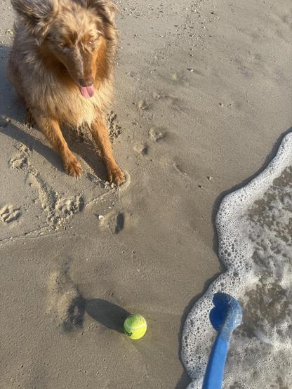 A red merle aussie, pink tongue out, looks expectantly at a yellow tennis ball on the shoreline.  Paw prints and footprints can be seen in the sand. The lace of a retreating wave is background for a blue chuck it
