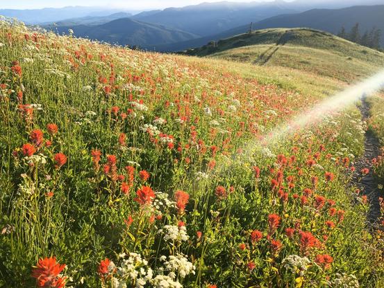 A carpet of wildflowers blankets hills that roll away from the camera. A sunbeam comes in from the right.