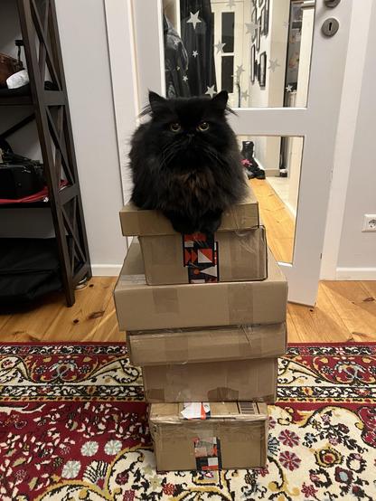 A fluffy black cat sits on top of a stack of cardboard boxes in a cozy indoor setting, with a patterned rug visible beneath. The background features a door with star decorations and items on a nearby shelf.