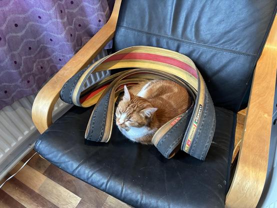 A curled-up orange and white cat is resting inside a coiled bike tire on a black leather chair. A purple curtain is visible in the background.