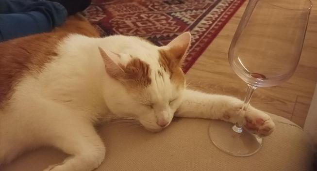 A white and orange cat which is a sleep and appears to be holding a wine glass