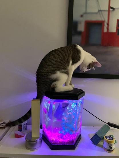 Brown and white cat very intrigued by the possibilities of the aquarium he’s standing on, and the friends he hasn’t made yet therein…
