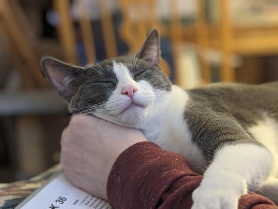A gray/white tuxedo lying with his head on a person's hand  One paw crosses the person's arm and the cat has his eyes closed and a blissful expression on his face.