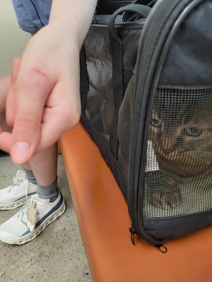A young man presents his pale hand to the camera. There is a red scratch all the way across the bottom thumb knuckle. Next to the hand is a brown tabby cat in a soft black cat carrier, mesh allowing us to view his annoyed expression and big green eyes. His pink nose is red with anxiety, but he is being a very good boy. Aside from the scratching. The background is the orange pleather bench and cement floor, with my son's spindly legs sticking out of white running shoes with tan and white embroidered wings attached via the shoelaces.