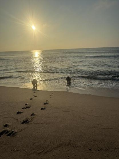 Early morning at the beach, looking out to the sea.  Two pups can be seen at the shoreline, their steps visible in the sand.  The sun is reflecting on the water. Out in the distance, two surfers are nearly visible