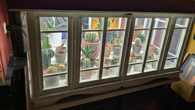 In einem dunklen Raum steht eine hell erleuchtete Vitrine aus Sprossenfenstern mit Holzrahmen; darin stehen jede Menge kleine Kakteen und andere Sukkulenten in bunten Tontöpfen.