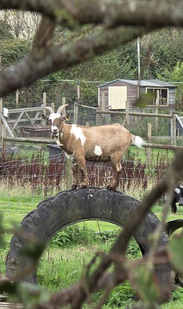 A brown and white goat balancing on a large tyre set into the ground in a paddock