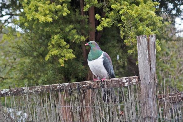 A round borby Kererū perches on a fence. It has a green head and wings and a white chest. Must be looking for fruit to eat.