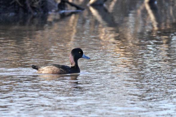 A brown NZ scaup is swimming in Lake Elterwater, with its yellow eye standing out.