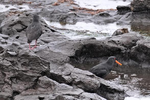 A somewhat soggy oystercatcher is in a shallow pond among rocks. It's all black except for its red eye and beak.