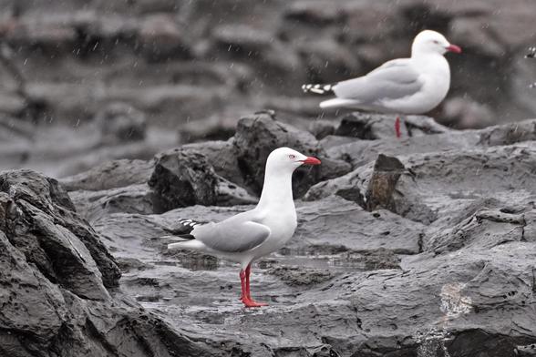 A red-billed gull (gulls are easy to ID in Aotearoa!) in focus, with another one behind it, both standing on flat rock.