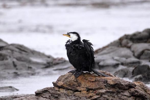 A soggy little shag near Nugget Point. This black and white bird is sitting on rocky ground in light rain, with out-of-focus water behind.